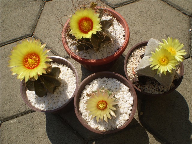 kaktus